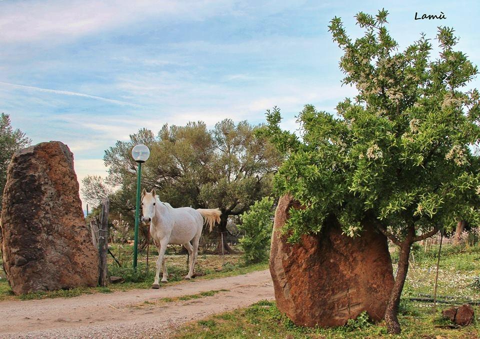 Turismo Rurale Su Cuile Villa Dorgali Ngoại thất bức ảnh